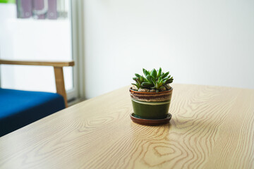 A succulent houseplant in clay pot is placed on wooden table in living room. Interior decoration plant object, close-up and selective focus.