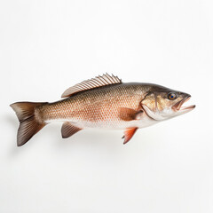 Fototapeta premium a bass fish on a white background