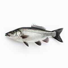 a bass fish on a white background
