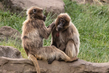Simien Monkeys at the Yorkshire Wildlife Park