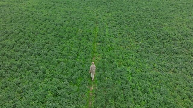 A man walks in potatoes farm