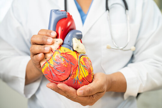 Cardiovascular disease CVD, Asian doctor holding human anatomy model for learn and treat heart disease.