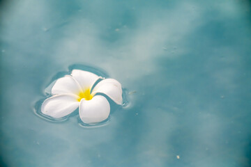 A Plumeria flower floats on the water in a pond. White tropical frangipani flower. Tropical landscape of beautiful plants and flowers. The concept of calm and tranquility.