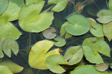 Water lily pad floating on the water pond. © JedRT