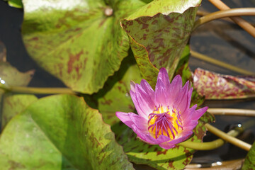 Close-up of lotus flower on the pond