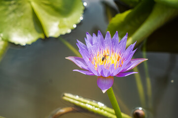 Close-up of lotus flower on the pond