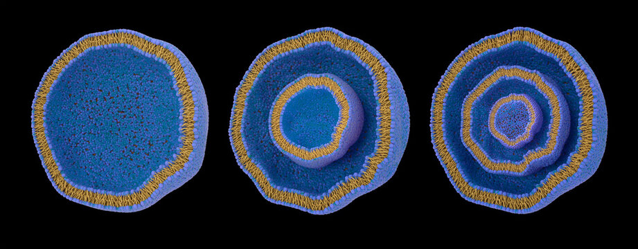 Liposome types and cross-sections. From left to right: unilamellar (LUV), oligolamellar (OLV), multilamellar (MLV). 3d illustration.