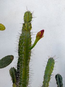 cereus forbesii, validus flowering cactus, succulent