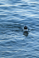 penguin swimming in the ocean