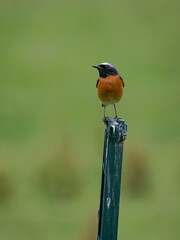 Common redstart