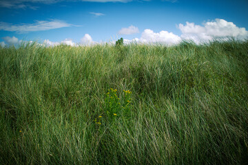 green grass and blue sky