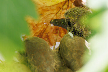 Primer plano de dos polluelos de paloma turca de collar o tórtola, Streptopelia decaocto, en nido construido sobre parra de uva Vitis vinifera, Alcoy, España
