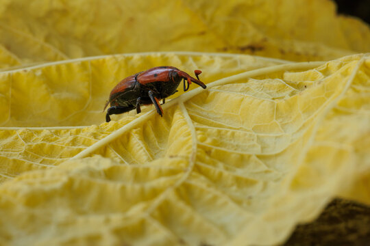 Picudo rojo, rhynchophorus ferrugineus, sobre hoja amarilla, Alcoy, Espa&ntilde;a