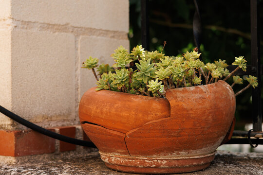 Maceta de jard&iacute;n rota con planta de la familia siempreviva decorando el patio de una casa, Alcoy, Espa&ntilde;a