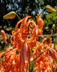 close up of a newly opened Double Tiger Lily blossom