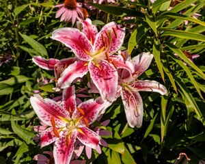 close up of some newly opened Star Gazer Lilies