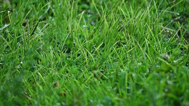 Seamless grass field background, agricultural-botanical concept, relaxing nature view
