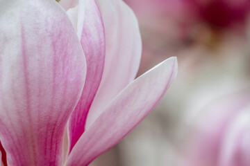 Magnolia Sulanjana flowers with petals in the spring season. beautiful pink magnolia flowers in spring, selective focusing.