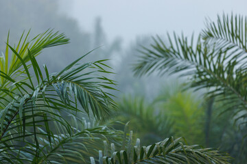 palm tree leaves in a foggy nature