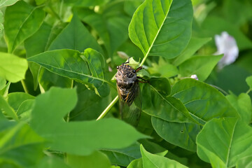 野草の葉っぱにとまったクマゼミ