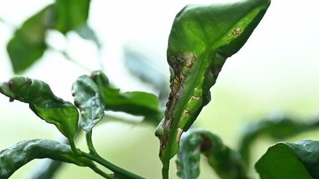 Close up view with lemon leaves affected by bacterial disease
