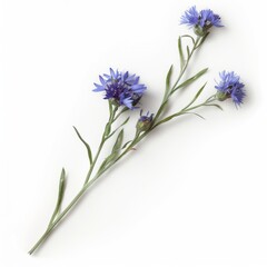 3D Illustration of Cornflowers on White Background