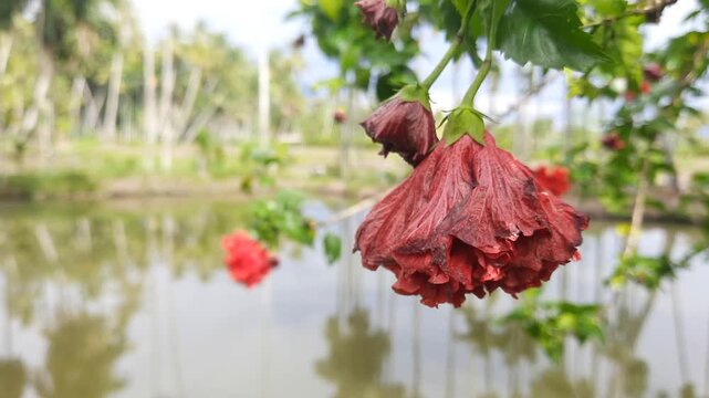 Withered botanical flowers with a pond in the background. A red ornamental plant of the Hibiscus flower type with negative space.