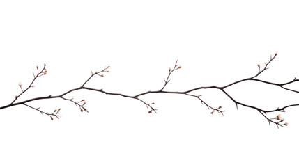 Branches and dry leaves, young tree top isolated on white background.