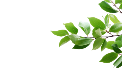 tree branch isolated on transparent and white background.