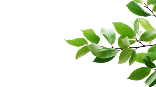 tree branch isolated on transparent and white background.
