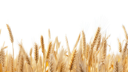 Fototapeta premium A wheat field border isolated on white background