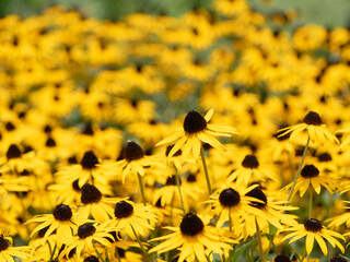 鮮やかなルドベキア・ゴールドストラム