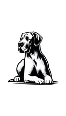 ドイツのグレート・デーンのモノトーン画像。巨大で優雅な外見を持つ穏やかな犬。