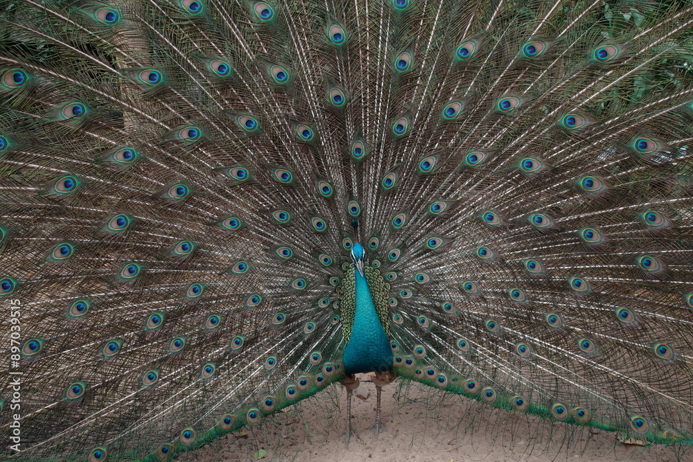 Wall mural peacock with feathers out