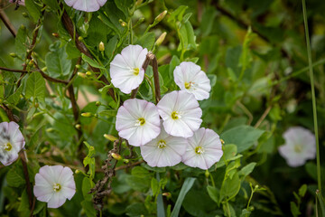 The flowers on the field bindweed in bloom, on a summer's day in the South Downs