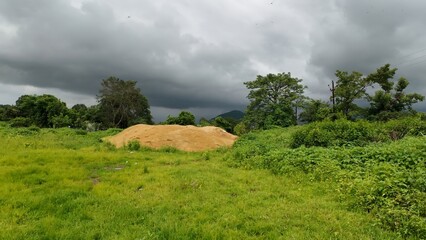 A vibrant scene of lush green grass beneath a cloudy sky, capturing the essence of the monsoon...
