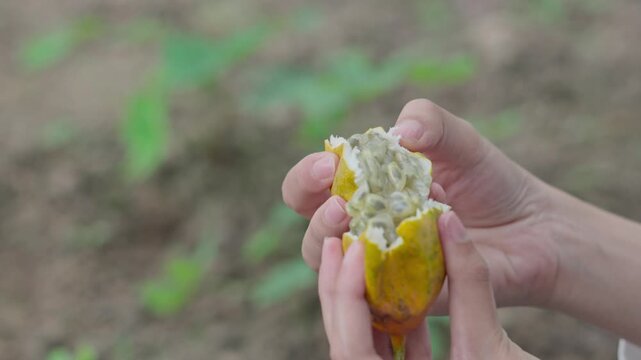 A woman opens a fresh ripe passiflora ligularis, sweet granadilla, grenadia or sugarfruit