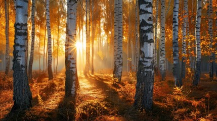Fototapeta premium Sunlight Through Autumn Birch Forest