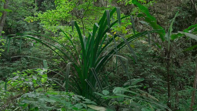 Close up view of pandan odorifer or fragrant screw leaves in the deep tropical rainforest of Indonesia