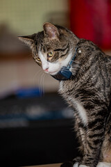 Obraz premium portrait of a mackerel tabby cat wearing a GPS tracker on its collar, with a shallow depth of field and an heavily blurred background