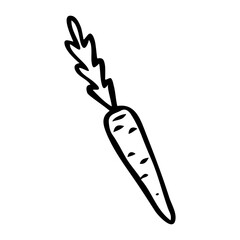 Carrot hand drawn in doodle style. Ripe fruit vegetable. Vegetarian healthy food. Root plant. Natural economy. Farm product. Vector line art illustration.