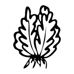 Fototapeta premium Leaf lettuce hand drawn in doodle style. Ripe salad vegetable. Vegetarian healthy food. Natural economy. Farm product. Vector line art illustration.