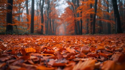 Autumn Foliage Path