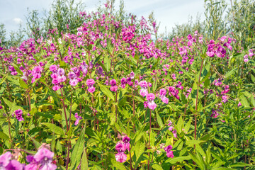 Blooming Himalayan balsam plants in a Dutch nature reserve on a sunny summer day. In the Netherlands, the plant is known as an unwanted invasive exotic species because it overgrows native nature.