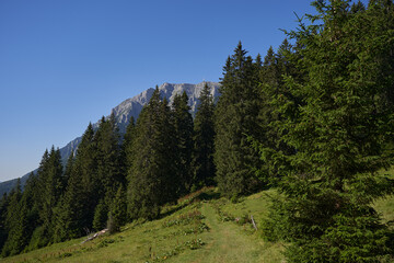 Fototapeta premium Forests on mountains landscape shot