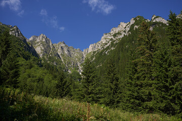 Obraz premium Forests on mountains landscape shot