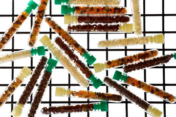 Laboratory biotechnological research on growth test tubes of transgenic seeds