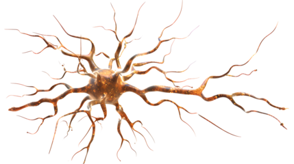 neuron isolated on transparent background. detailed photo