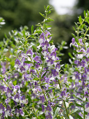 夏の花壇のアンゲロニア