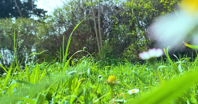 spring, white daisy flower field meadow, field of white daisies waving with bottom view point, concept of spring coming nature, flowers, spring, biology